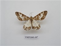 藏品(尺蛾115)的圖片